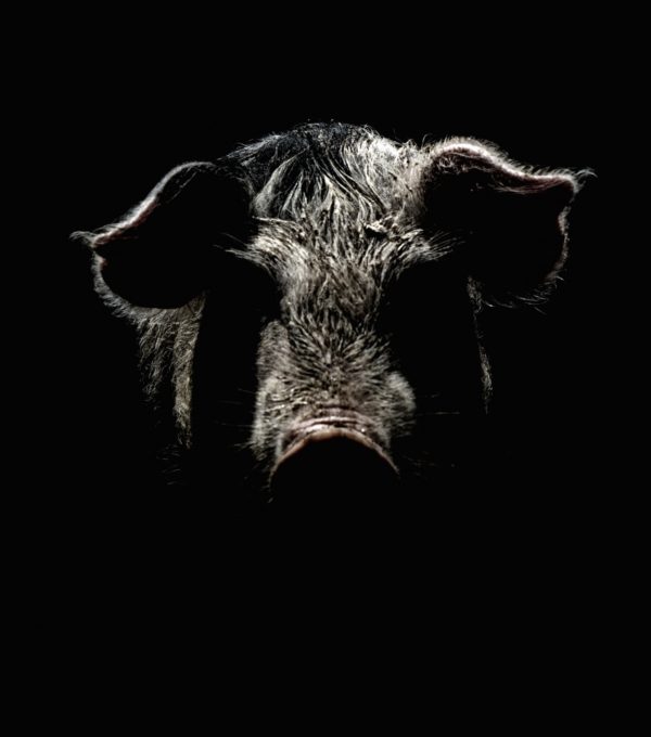 Cochon de lait entier 20/25 personnes