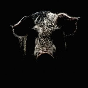 art portrait of a pig. effect of an old black and white film with grain. art portrait of a pig. effect of an old black and white film with grain